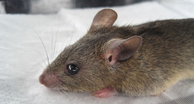 LASSA FEVER: 50 years after first recorded case, Nigeria to host first Int’l conference