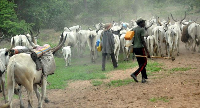 Return to the North, NEF, CNG orders Fulani herdsmen