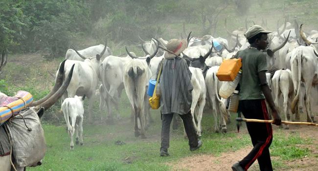 Novel! Miyetti Allah makes case for mordern ways of cattle rearing