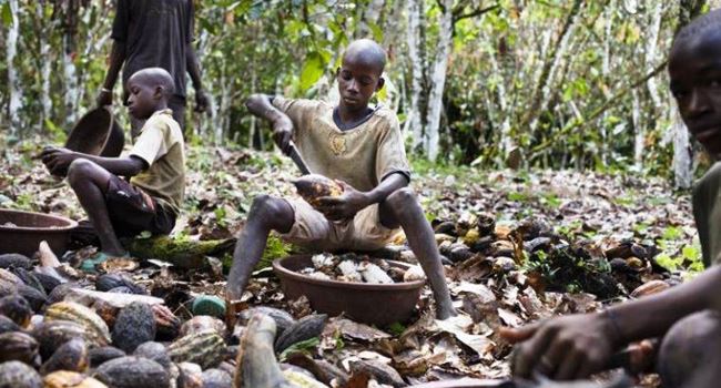 ILO cautions Nigerian gold, cocoa buyers of impact on child labour