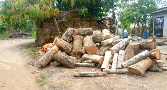 SPECIAL REPORT: Inside the illegal trading of forest woods in Cross River community