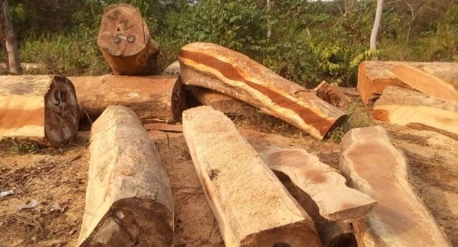 SPECIAL REPORT: Inside the illegal trading of forest woods in Cross River community